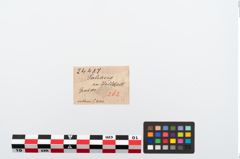 Etikett zu Bronzegewandnadel (NHMW-PRAE-024487)